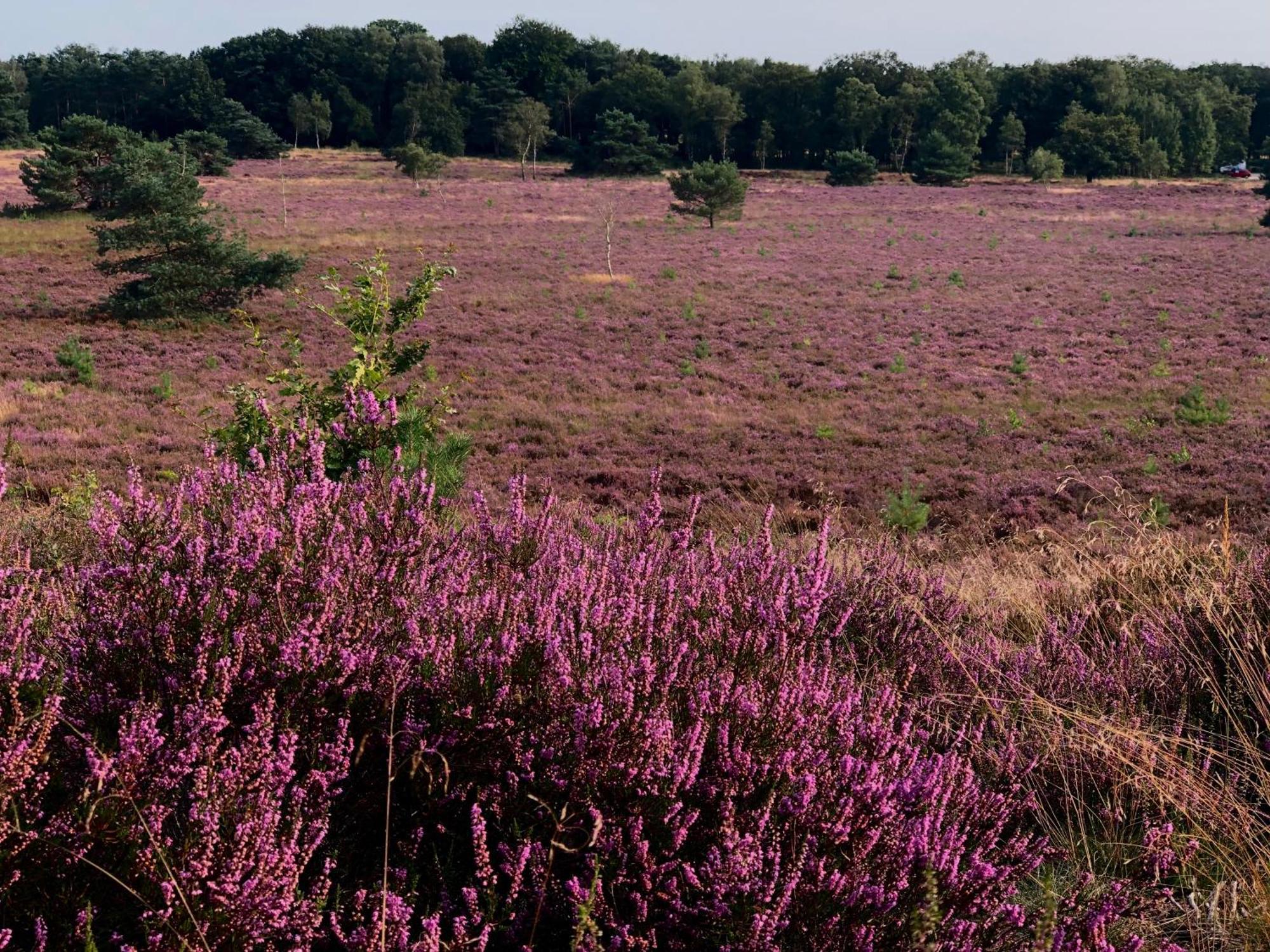 Het Natuurhuisje Op De Veluwe Nunspeet Exterior photo